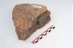 Foto von Feuerbock (NHMW-PRAE-003429)